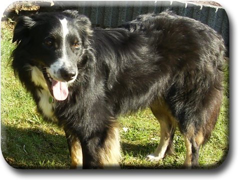 Touches nach Tellington®